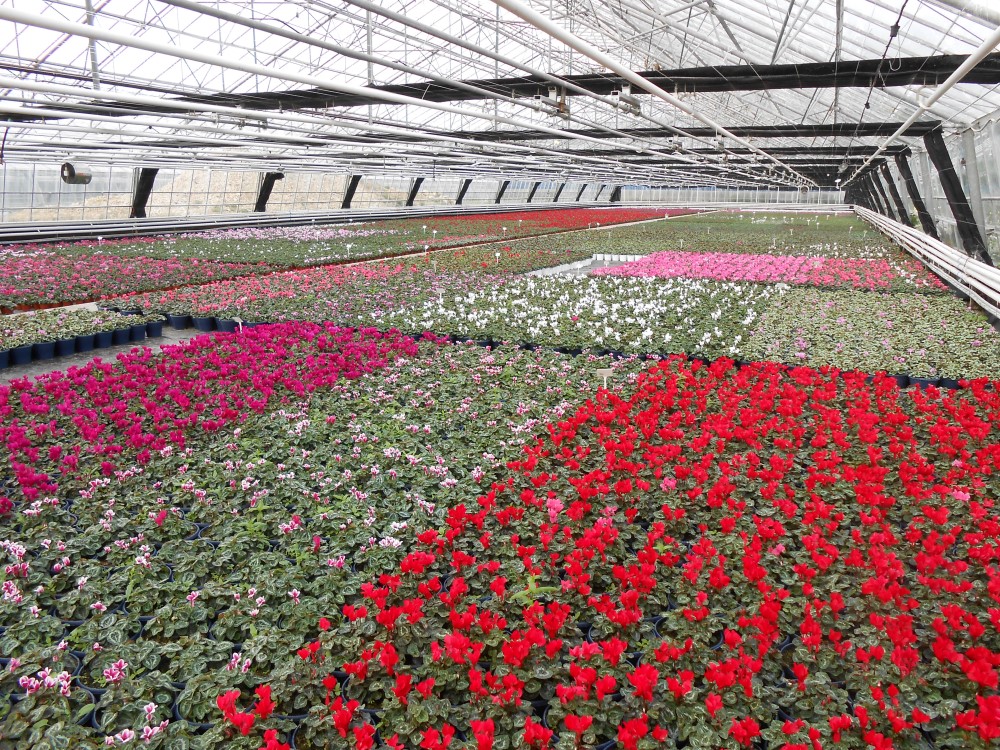 Cyclamen in commercial production. © AHDB